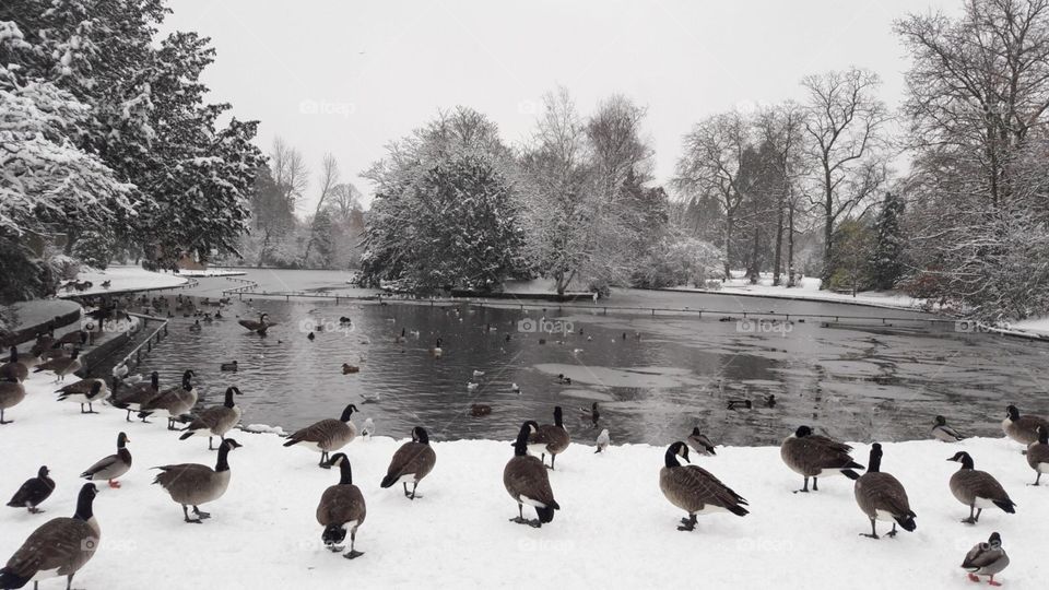 Happy ducks around snowy lake 