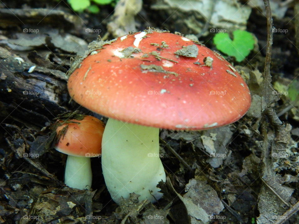 red toadstools