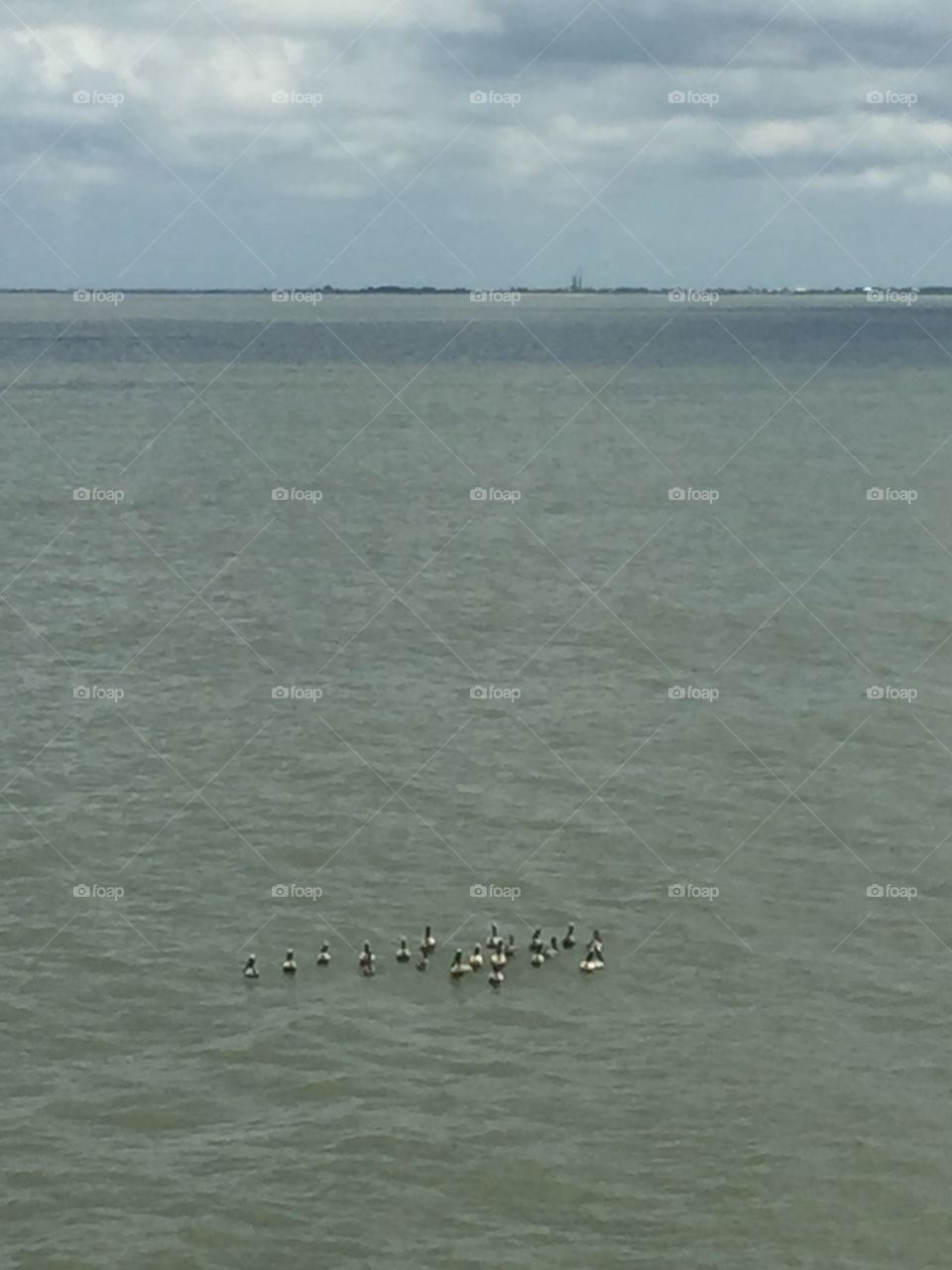 Pelicans floating about next to an oil platform right off of the coast of Louisiana 