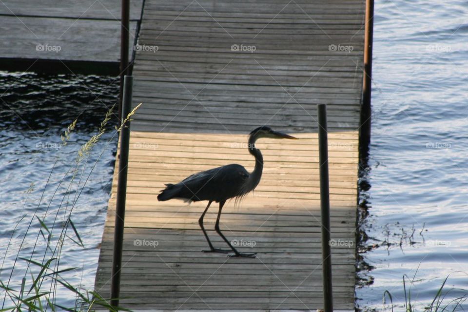 herun on dock