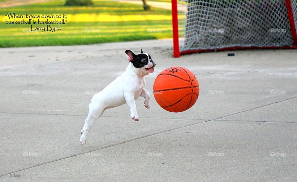 Dog playing basketball 
