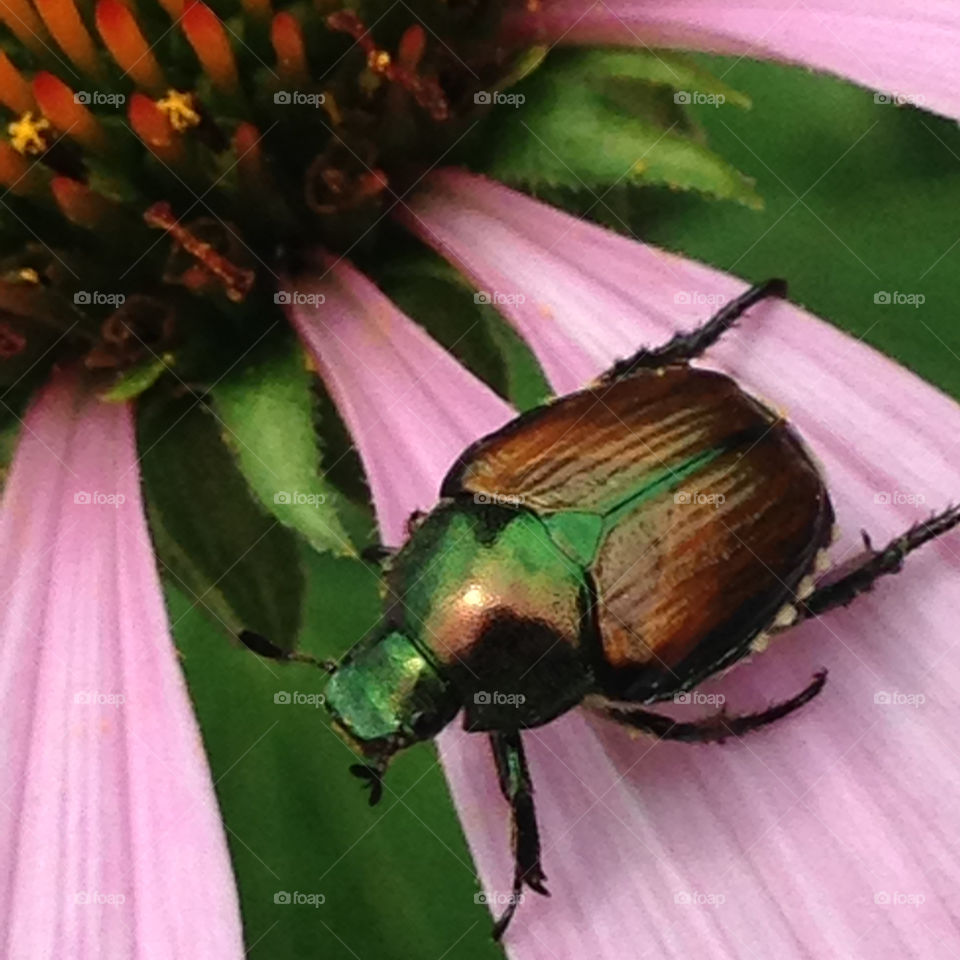 Japanese Bettle