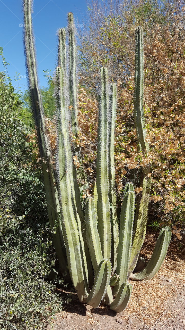 Senita Cactus at Phoenix