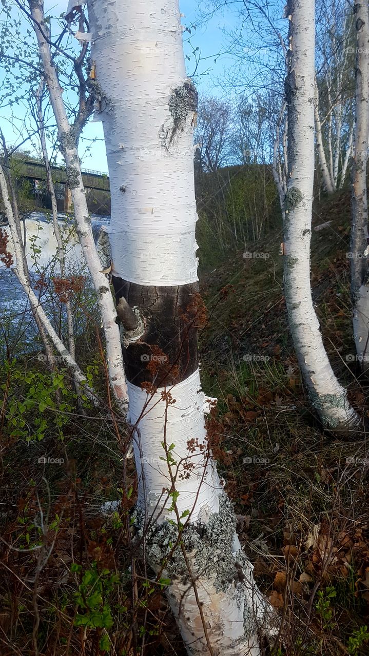birch patterns