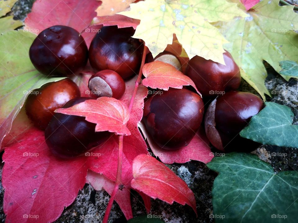 Autumn colors