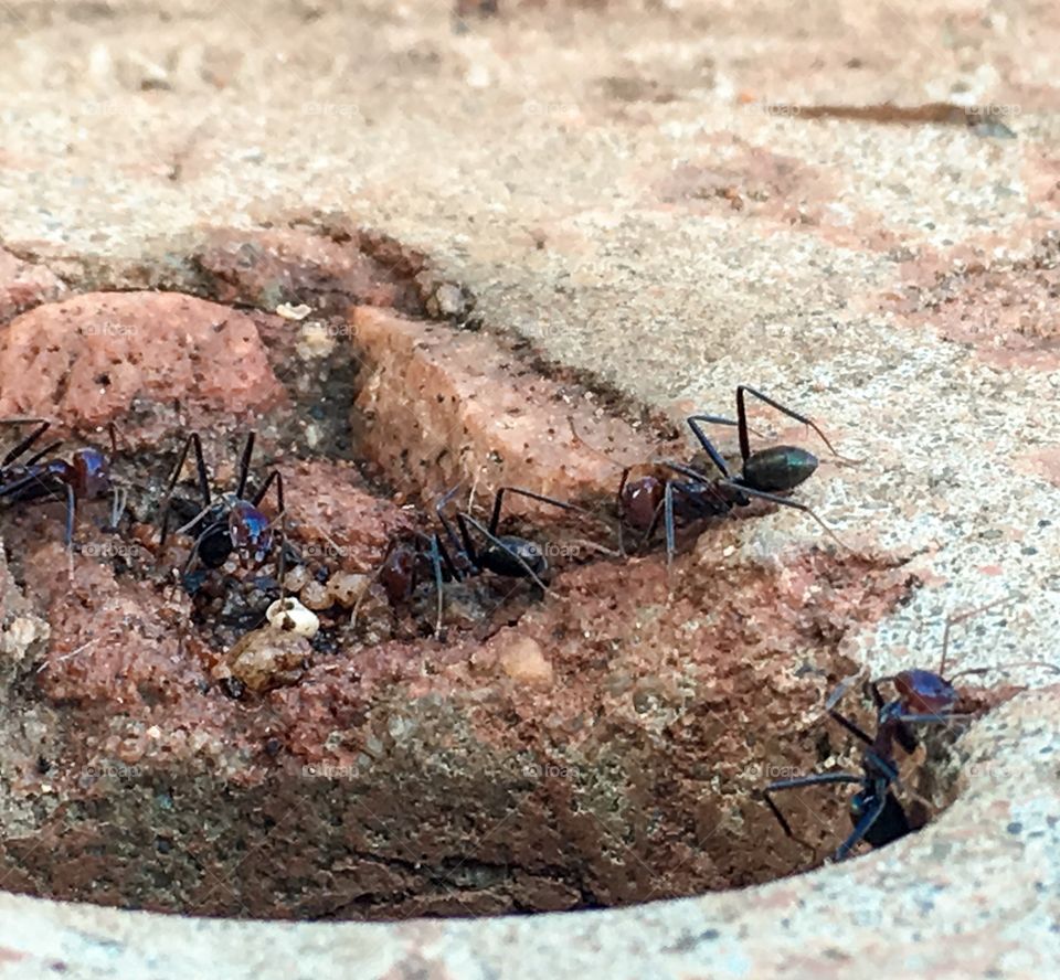 Large worker ants feeding