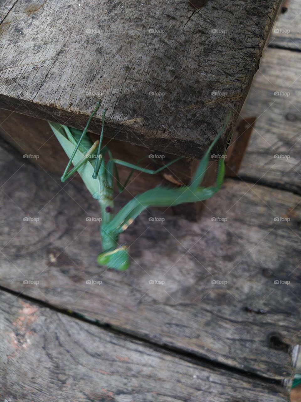 Green grasshopper