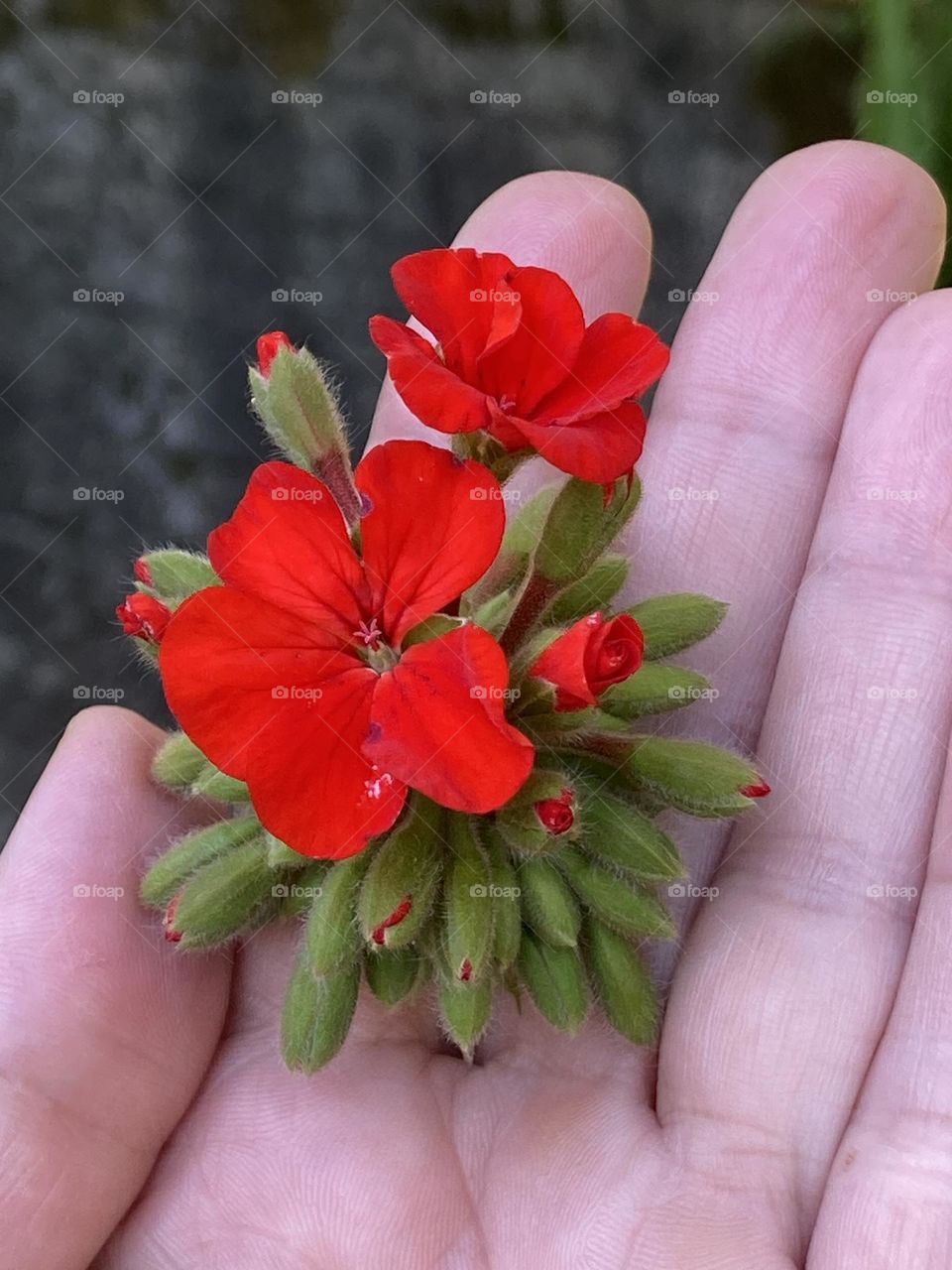Mão segurando com delicadeza um cacho de flores vermelhas e botões no jardim.