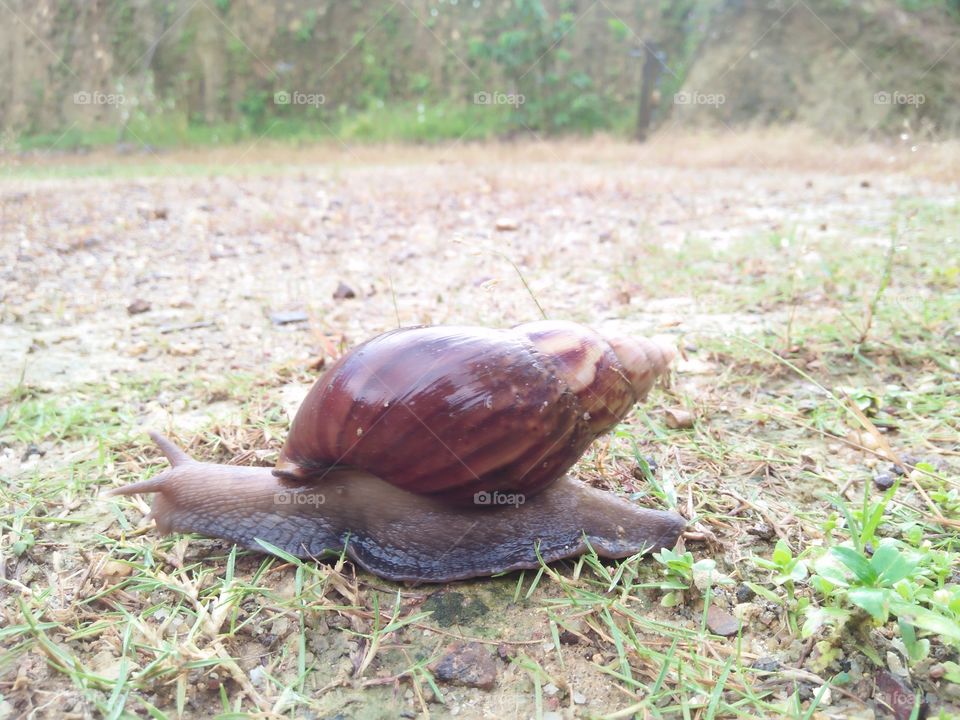 Snail