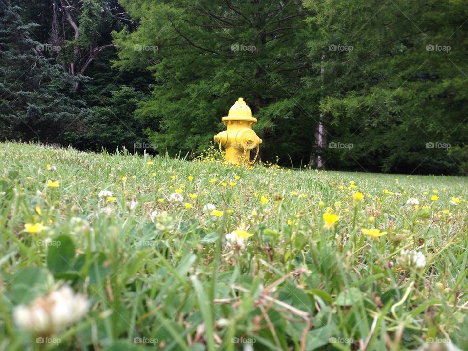 Yellow fire hydrant in a field