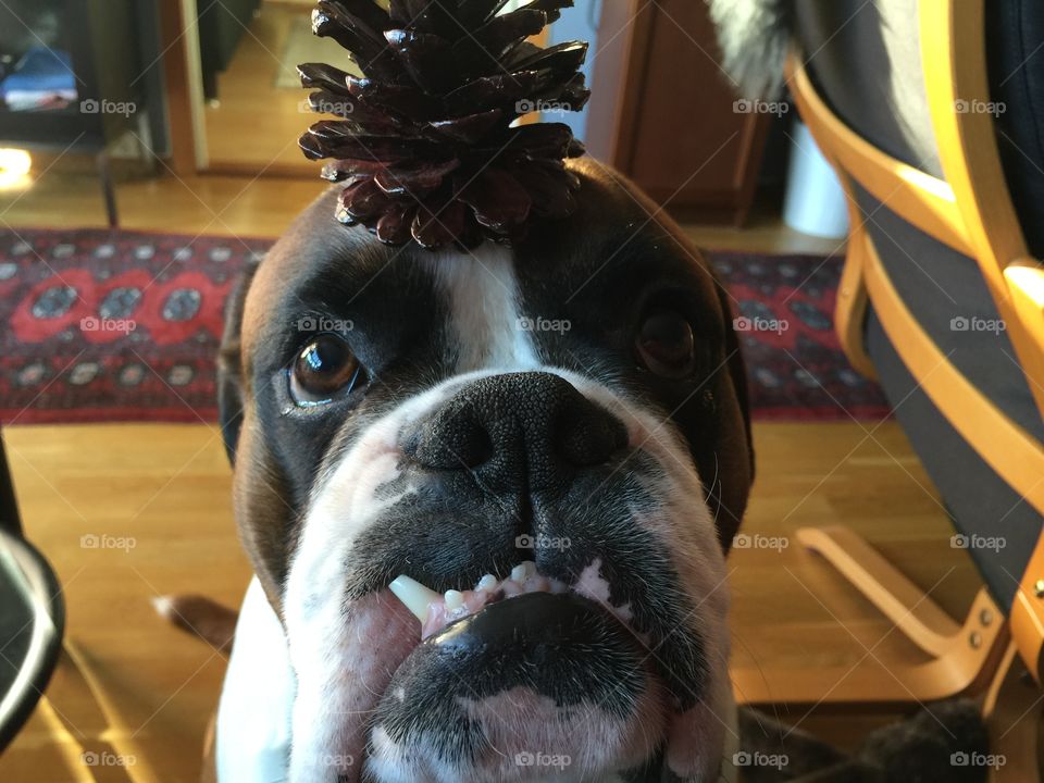 Boxer ;) . He loves cones ;) 