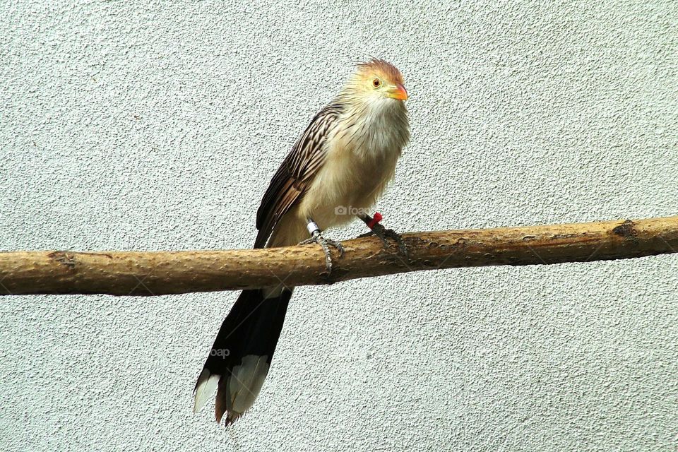 A bird perched on a branch at an aviary in Salt Lake City, UT