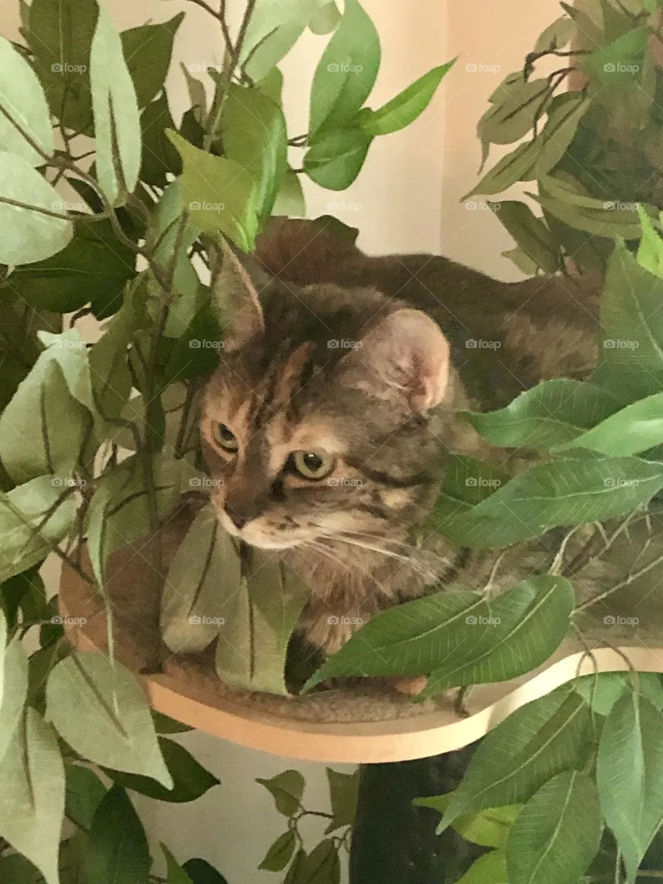 Family pet tiger kitty 