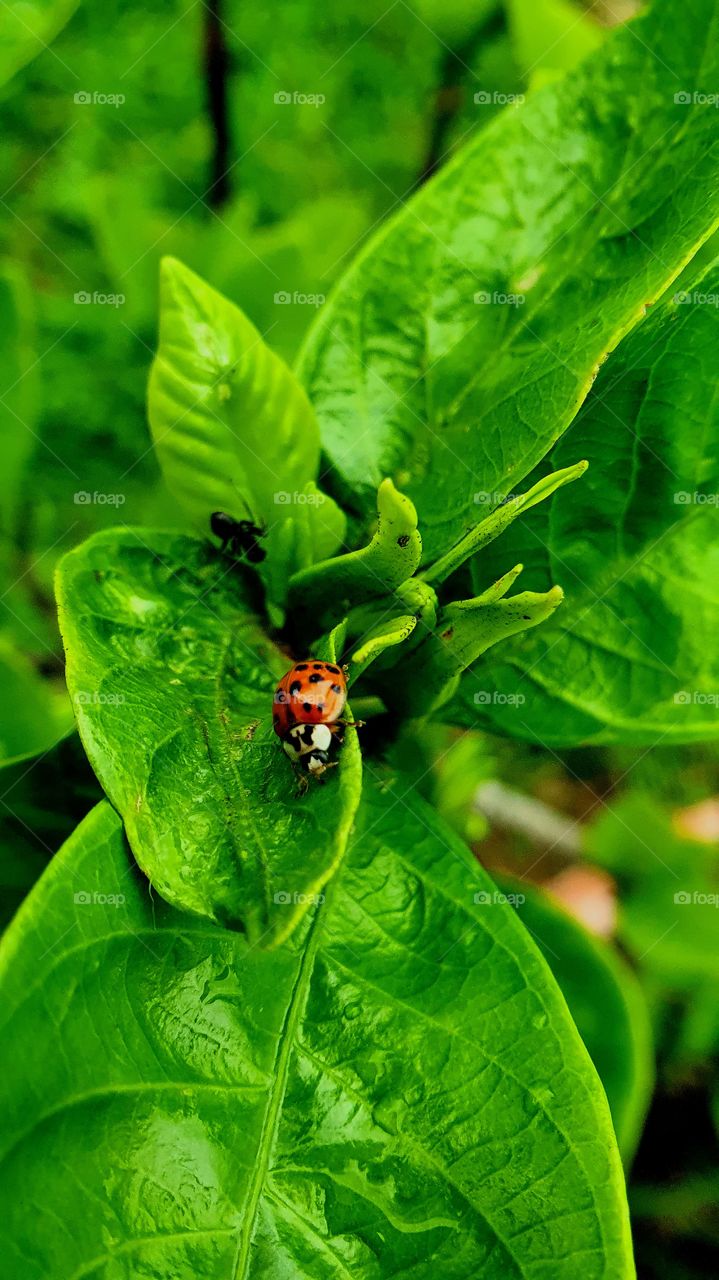 ladybug