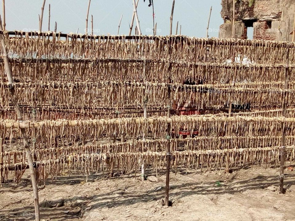 This is the process of drying sea fish in sun in a sea beach