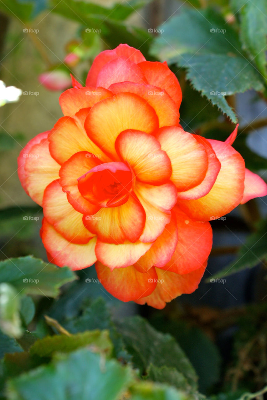 charmonix red. flower. charmonix. orange. by snutten