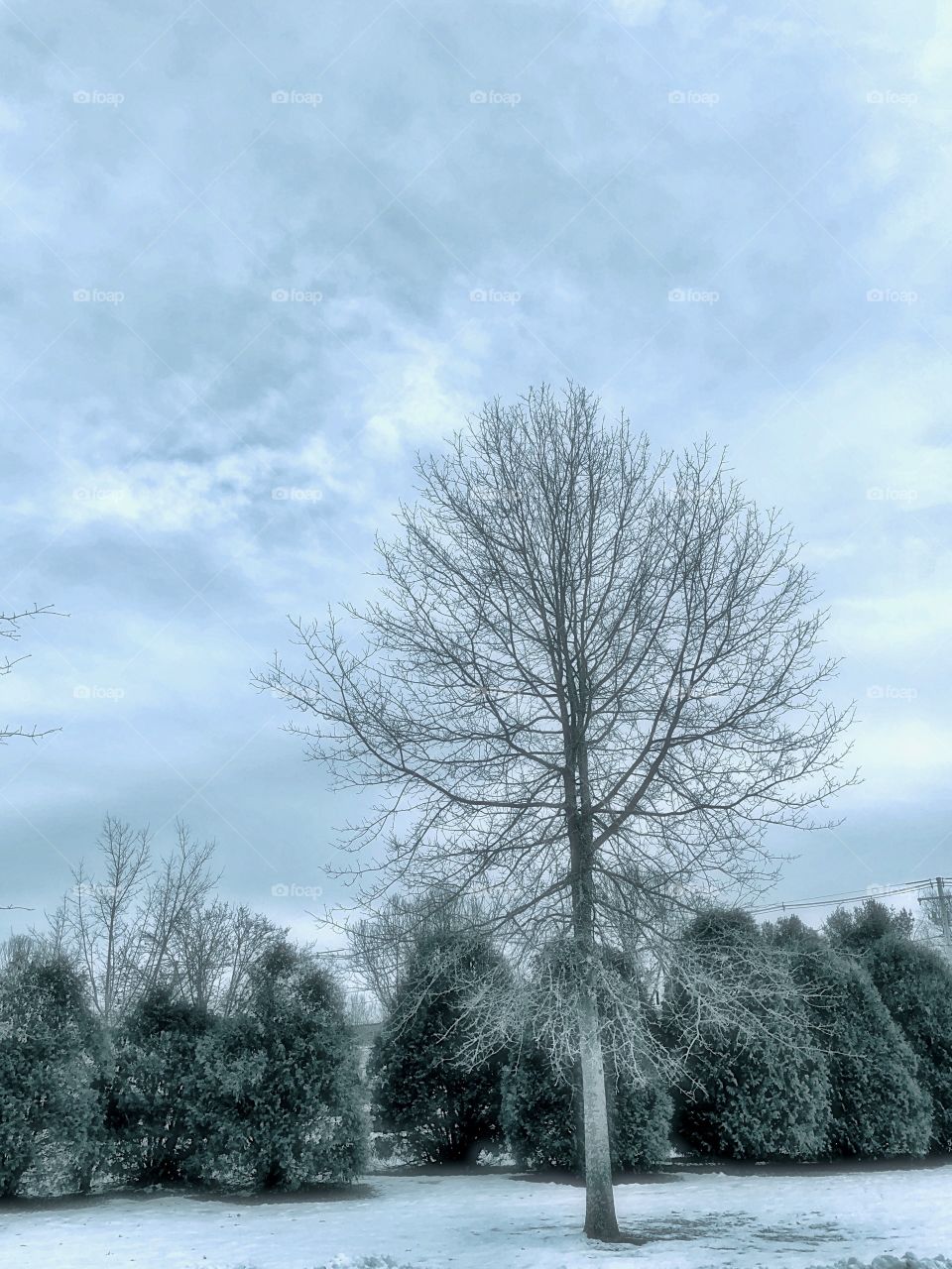 "Winter Trees" - Winter scene depicts frost on trees, bare branches, cloudy sky and cold weather in Rural Massachusetts during record-breaking below-freezing temperatures.