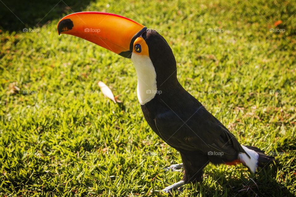 Toucan