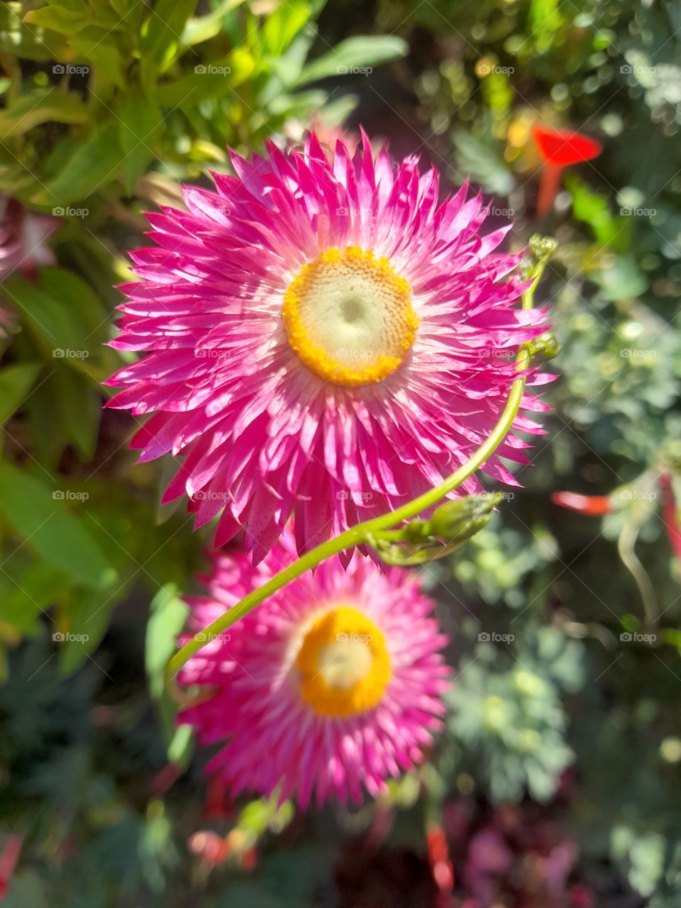 portrait of a flower