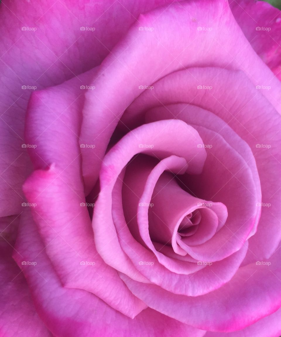 The pink rose 