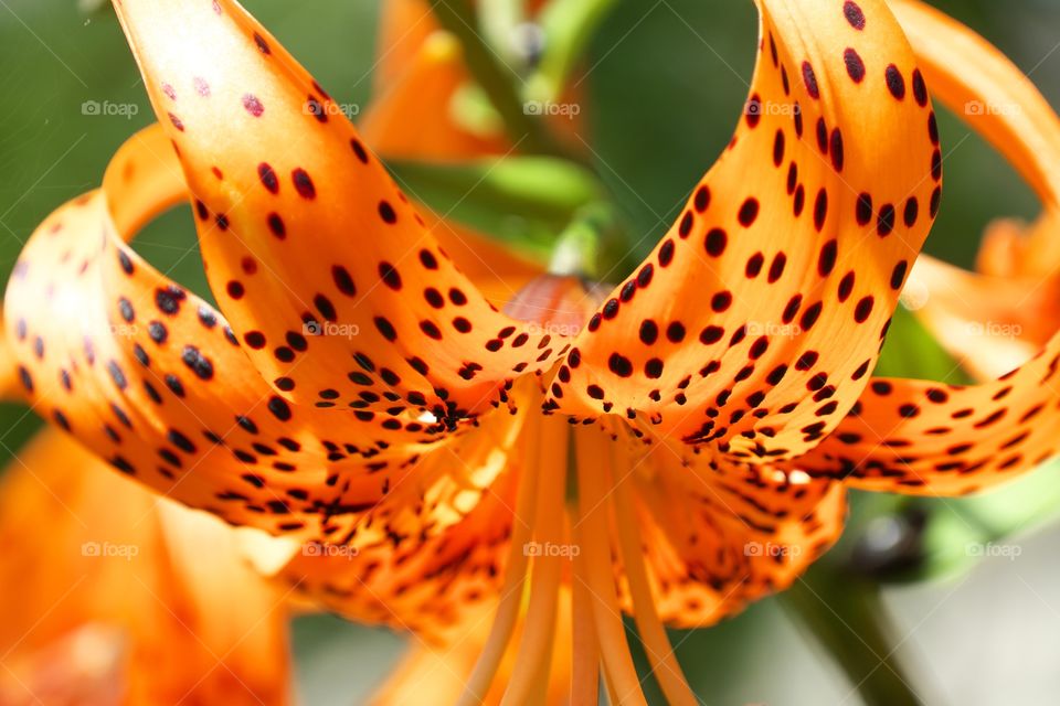 Extreme close-up of dotted orange flower