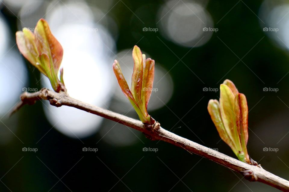 Colourful pomegranate first leaves 