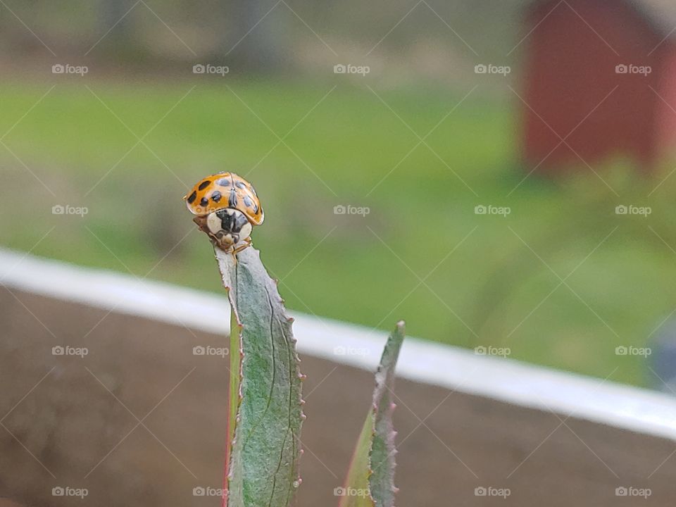 ladybug on a leaf