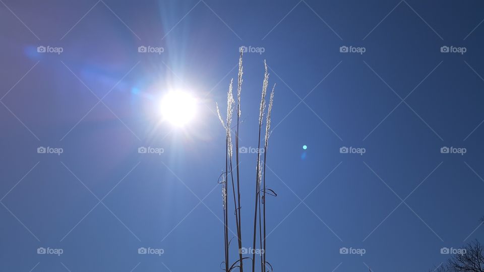 Tall Grass Vs Sun