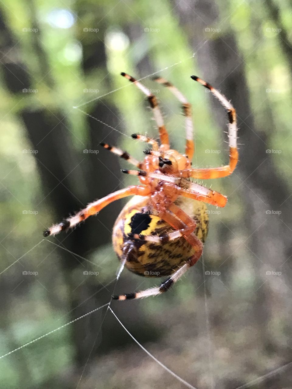 Cone Weaver spider at work making its web. 