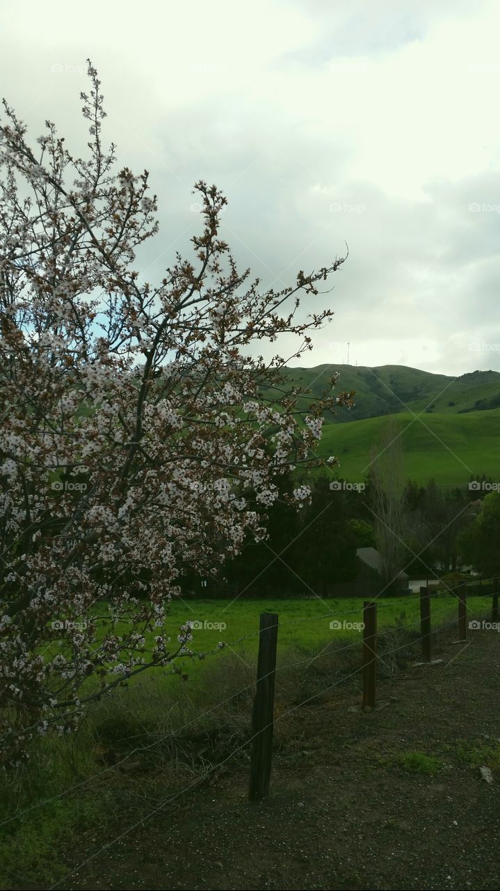 Spring, flowers and green