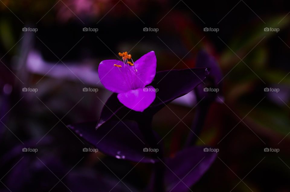 purple heart flower