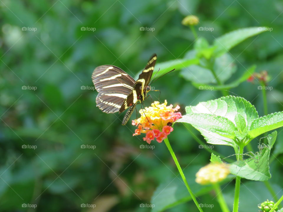Zebra longwing