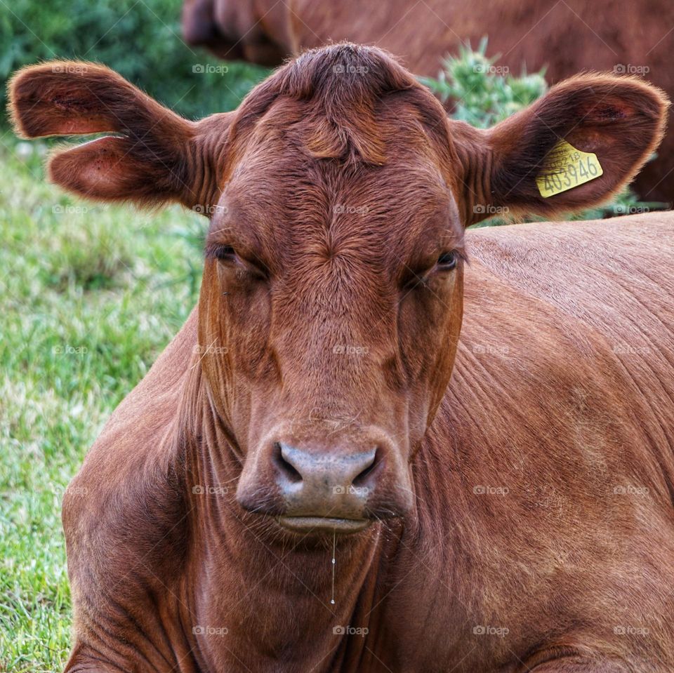 A dribbling cow 🐮