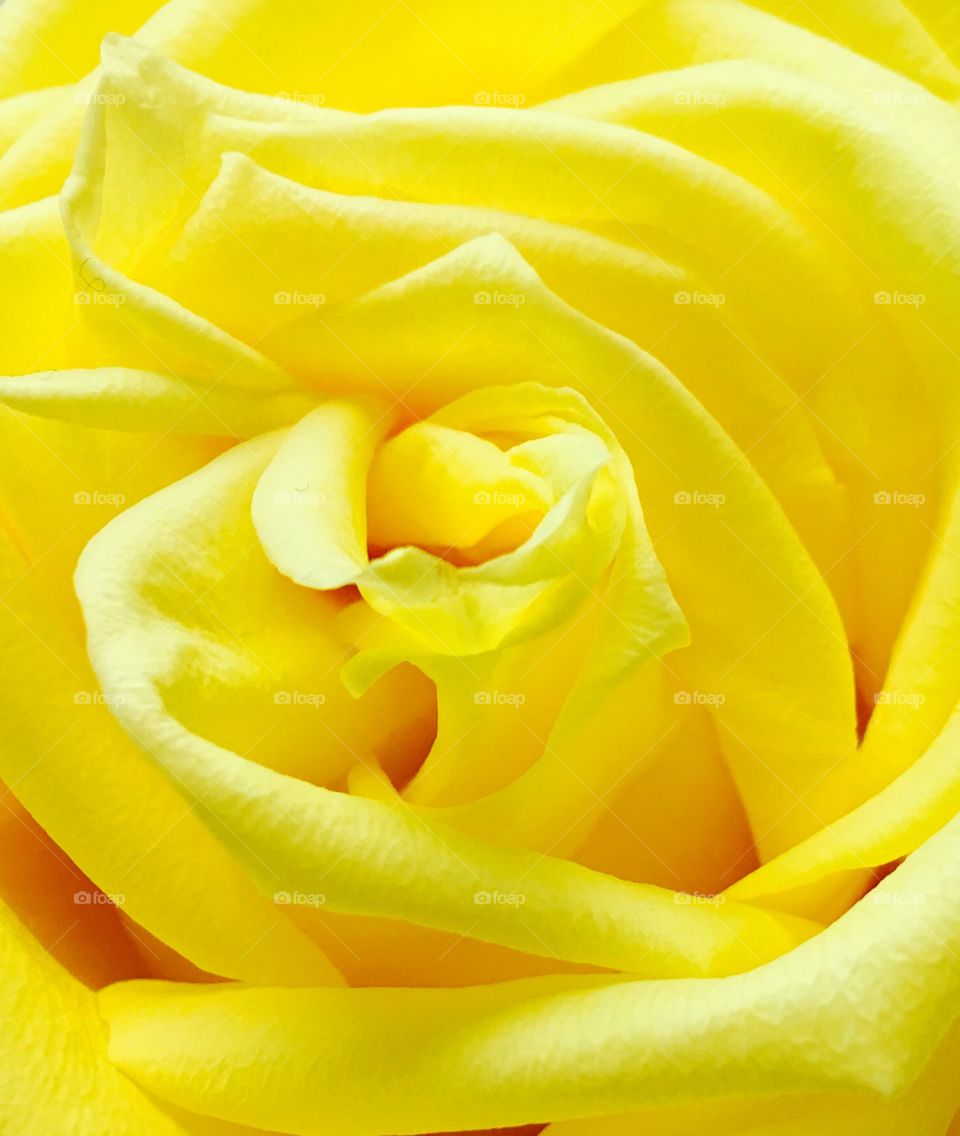 Yellow means friendship... 