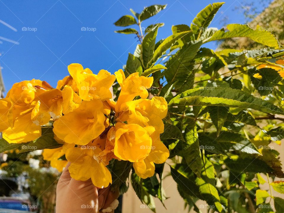 Little yellow babies 😍