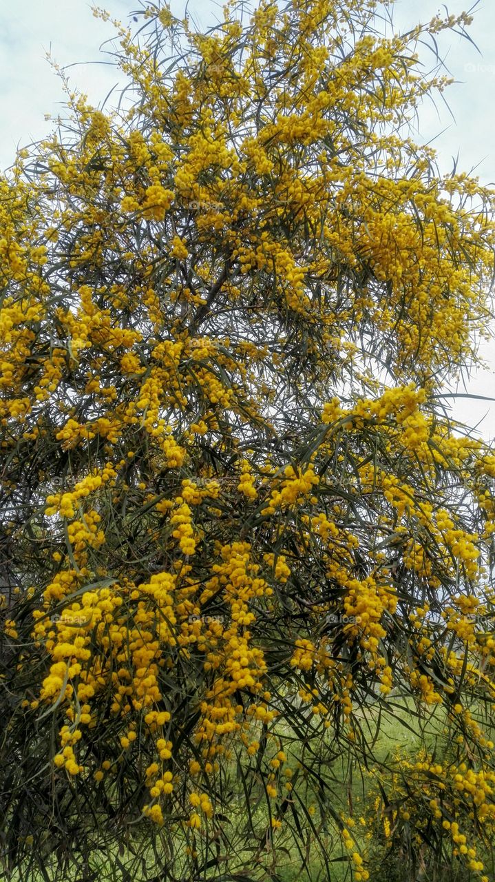 acacia