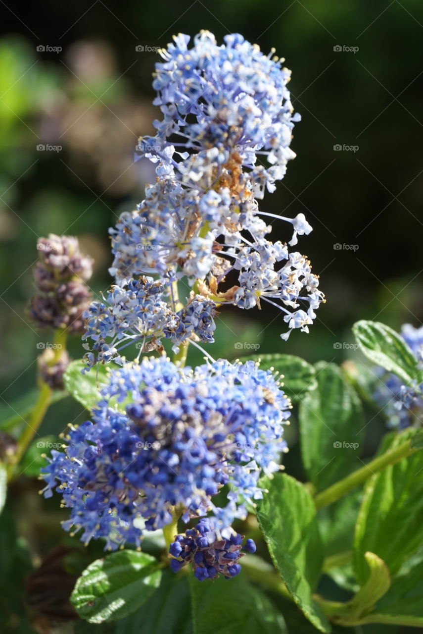 Blue Blossom 
Ceanothus thyrsiflorus eschsch 
Spring 
California Flowers