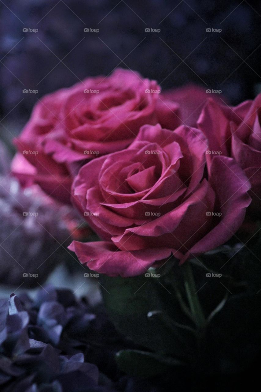 2 pink roses for the postcards