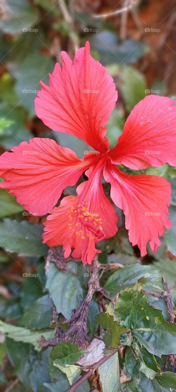 red hibiscus flower