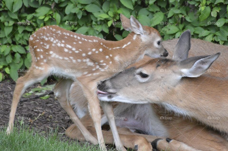 Doe and Fawn