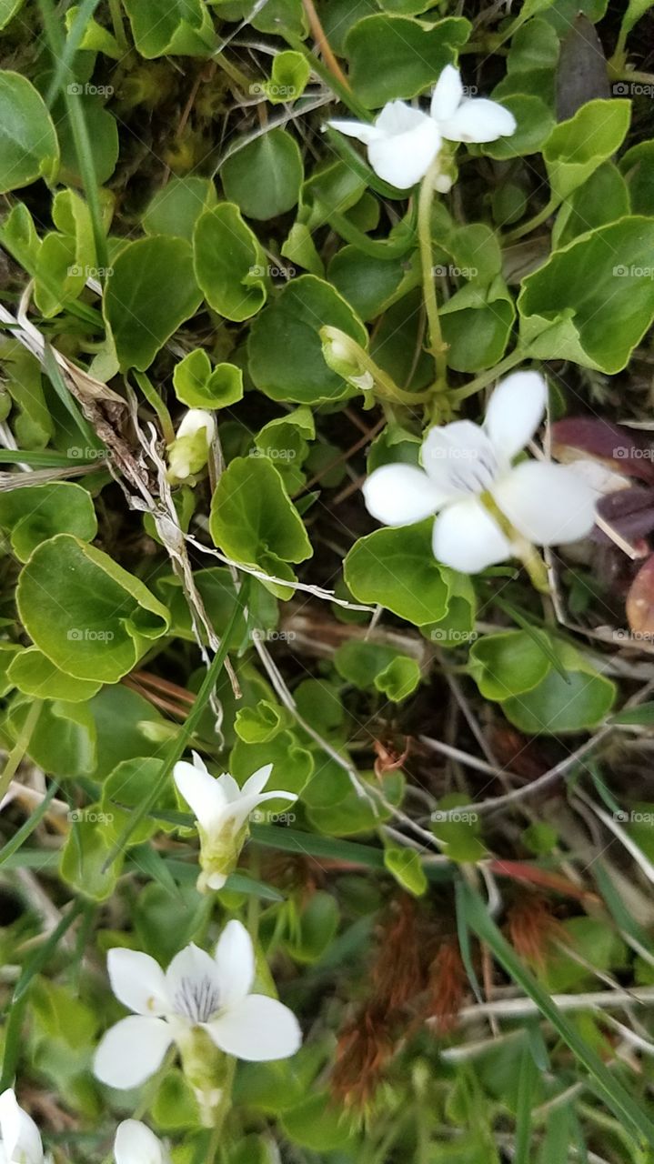 Delicate wildflowers