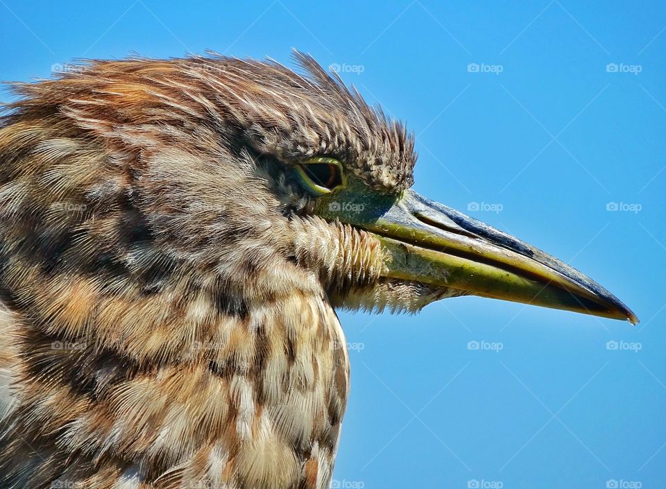 Closeup Of Heron Waterbird. Great Heron Seen On San Francisco Bay
