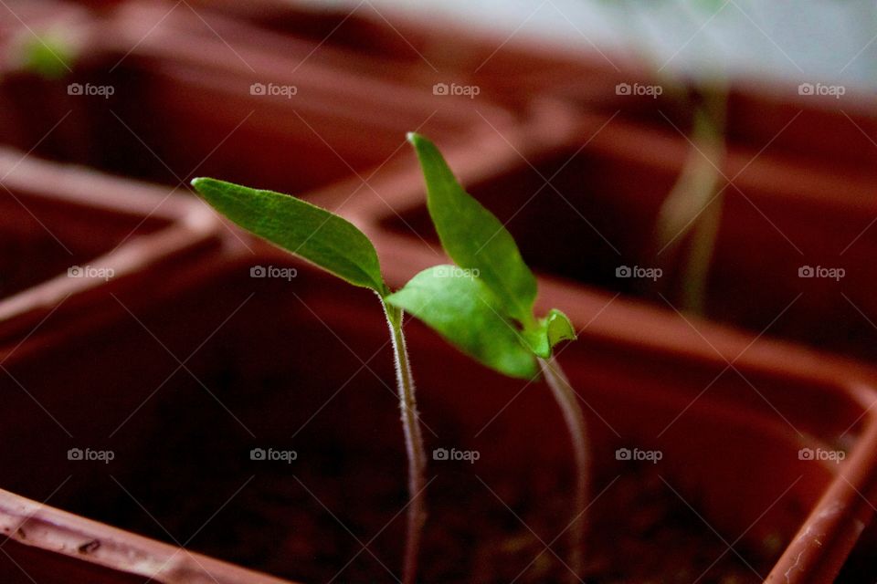 Tomato plant seedlings started indoors