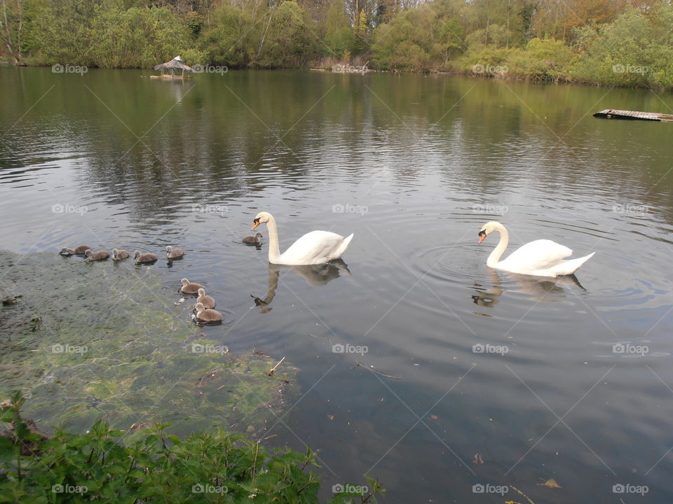 Swans With Young