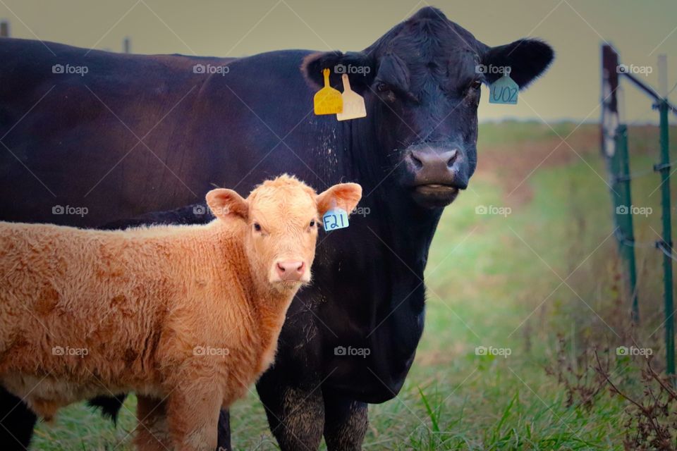 When your nothing like your momma 