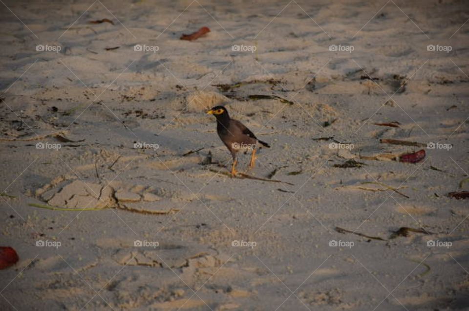 Indian Blackbird on the beach..