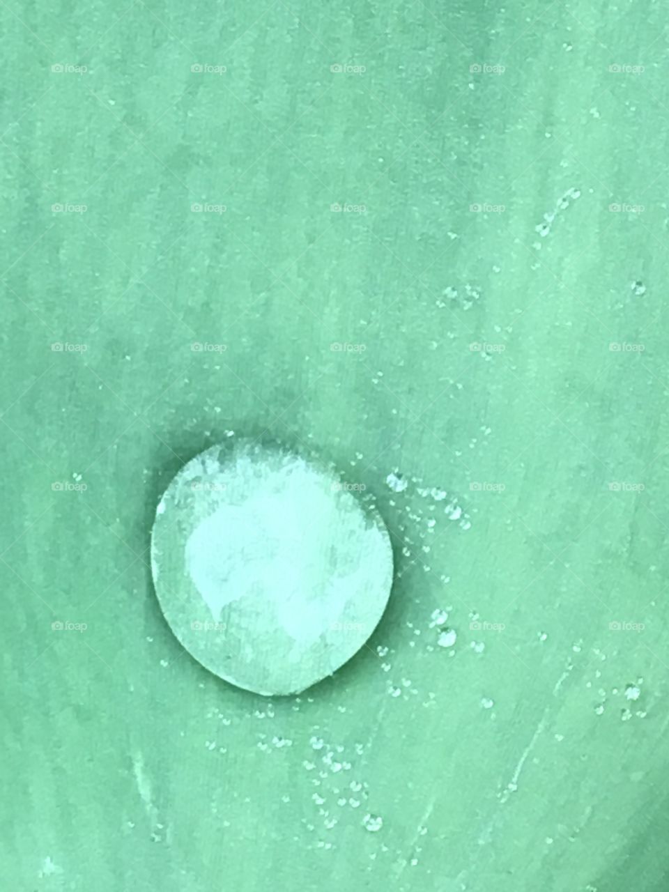 Large water jewel on a tulip leaf