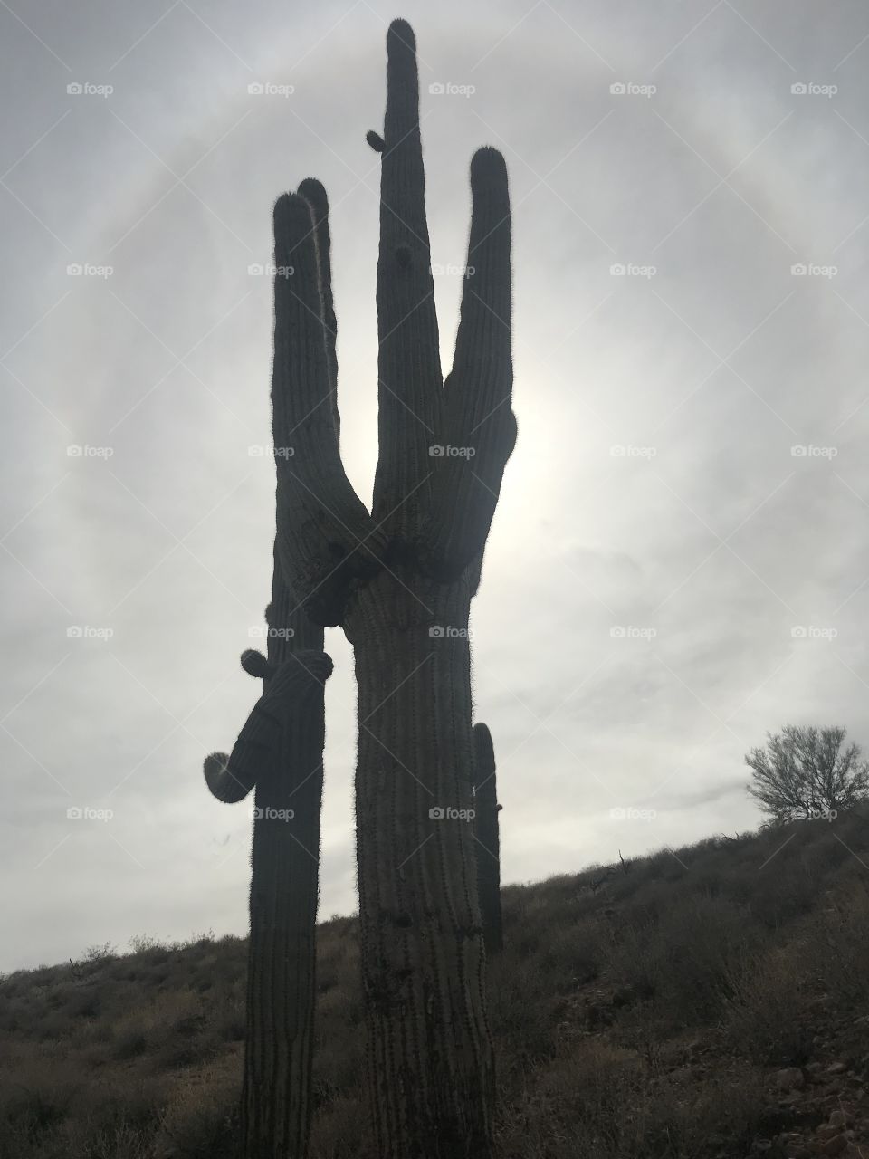 Cactus halo 