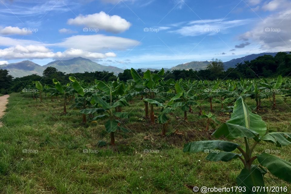 Plantain cultive. Zamorano, Honduras.