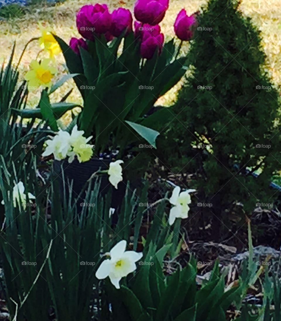 Yellow daffodils and purple tulips.